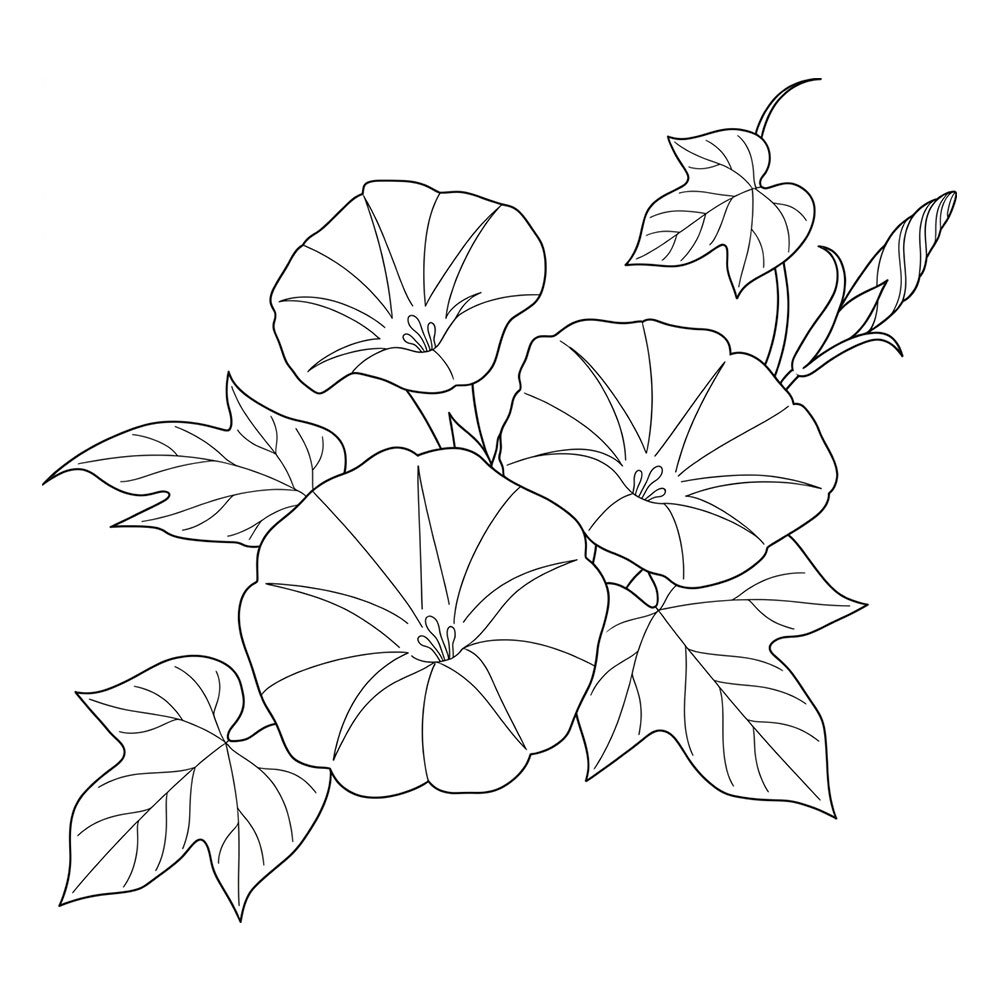 朝顔の花の塗り絵