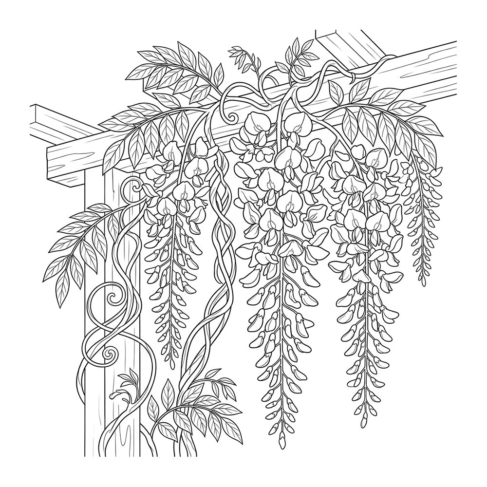 藤の花の塗り絵